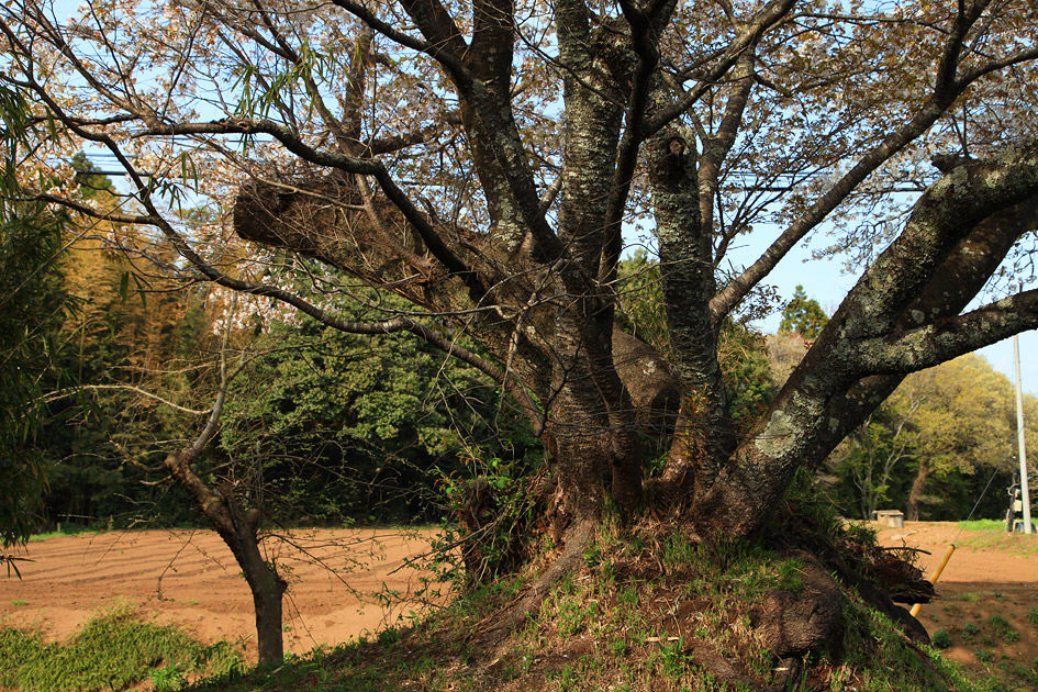 旧久住村役場前の山桜3