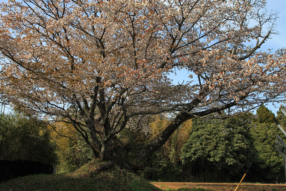 旧久住村役場前の山桜3