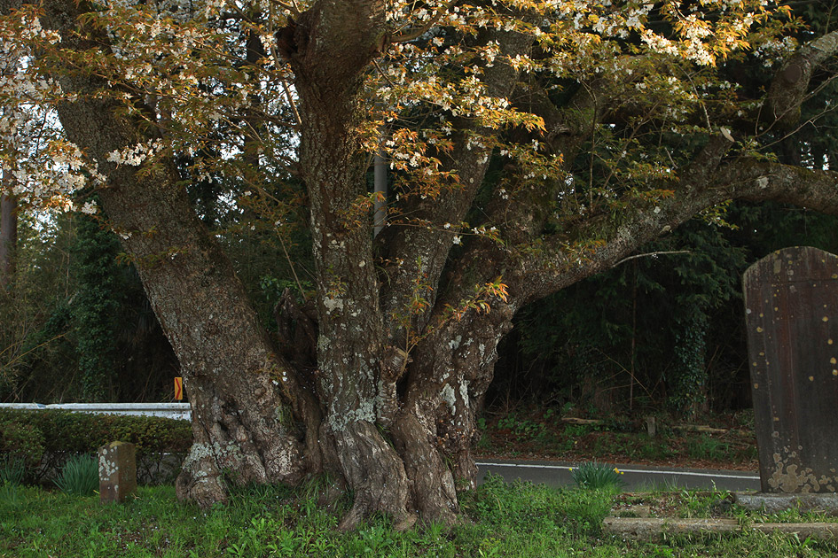 沢の大桜