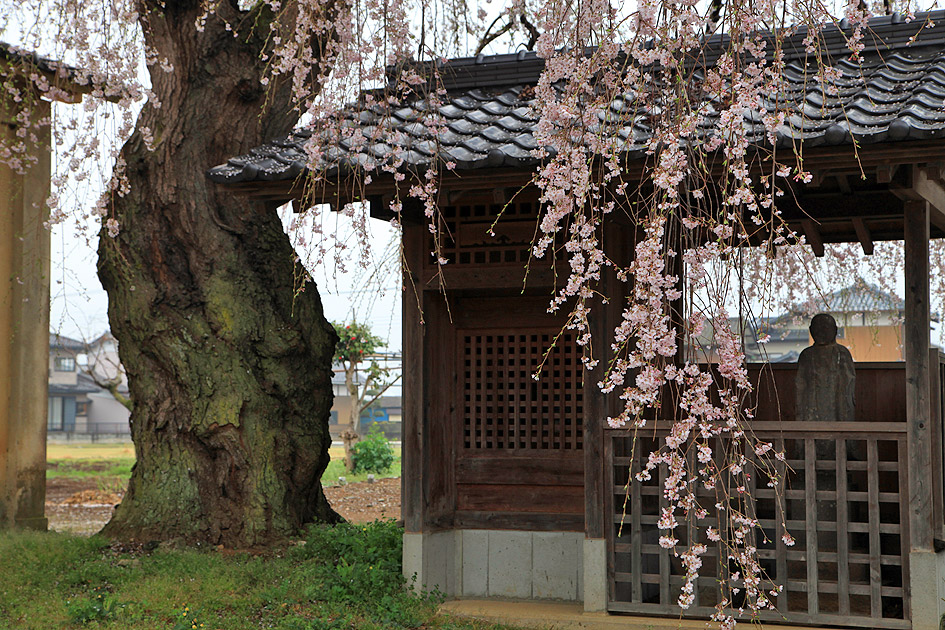 安食の地蔵桜