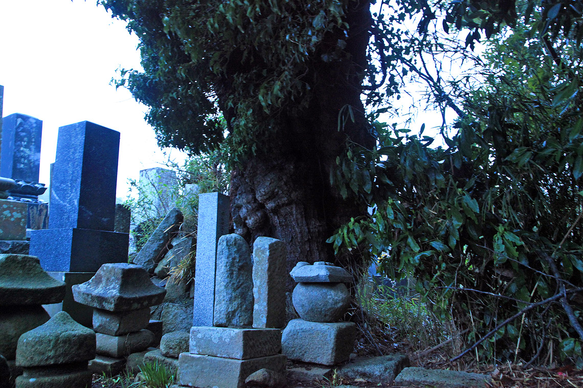 千代田町の山桜