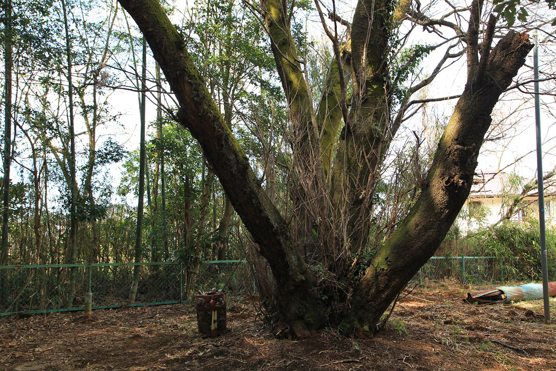 羽根野諏訪神社の白山桜
