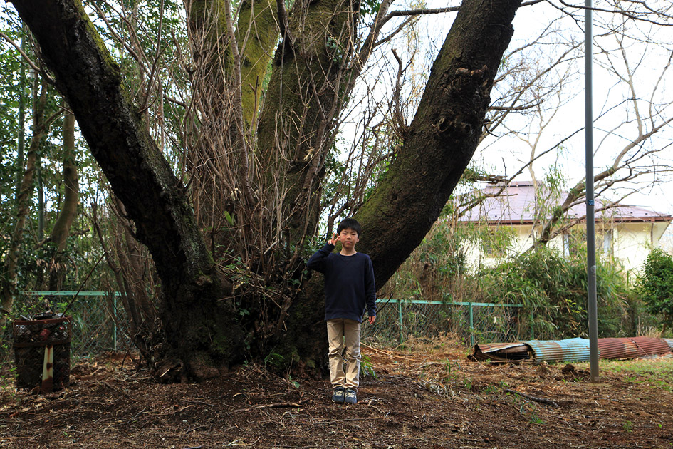 羽根野諏訪神社の白山桜