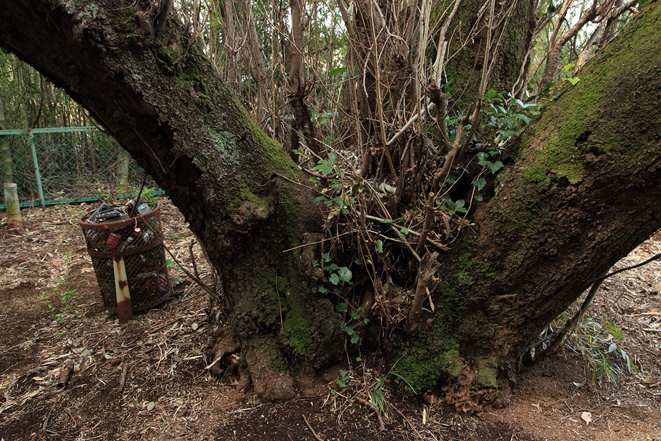羽根野諏訪神社の白山桜