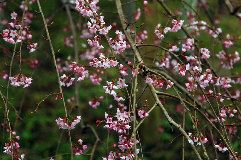 般若院のしだれ桜 