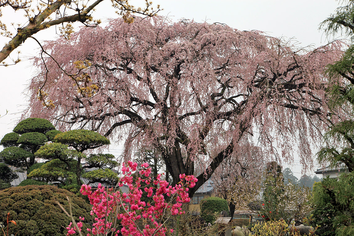 宝蔵寺のしだれ桜