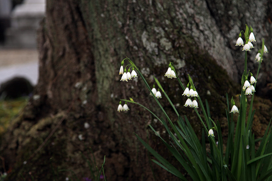 宝蔵寺のしだれ桜
