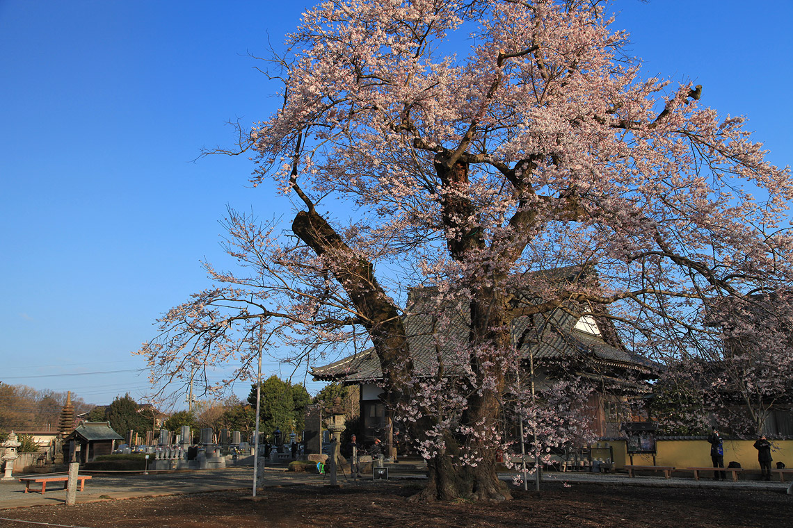 歓喜寺の江戸彼岸桜 