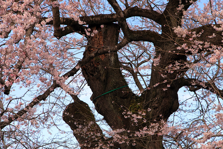 歓喜寺の江戸彼岸桜