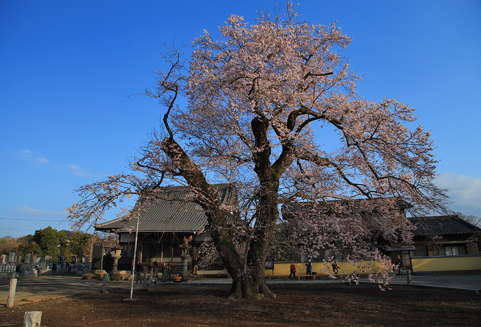 歓喜寺の江戸彼岸桜