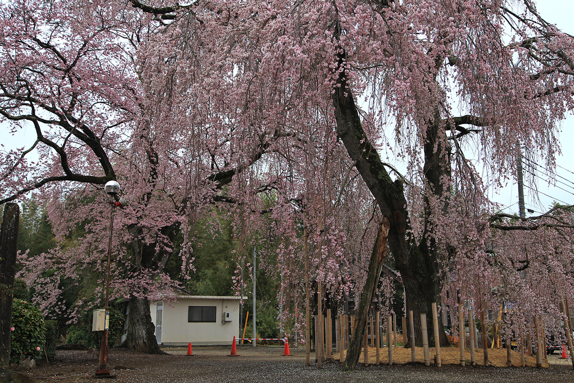 観音寺のしだれ桜