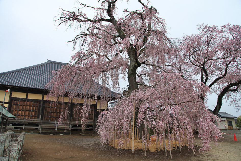 観音寺のしだれ桜