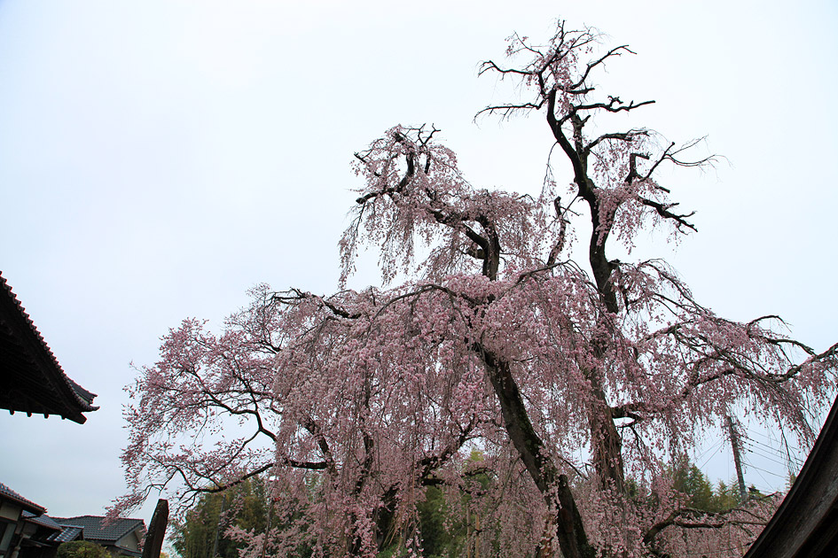 観音寺のしだれ桜