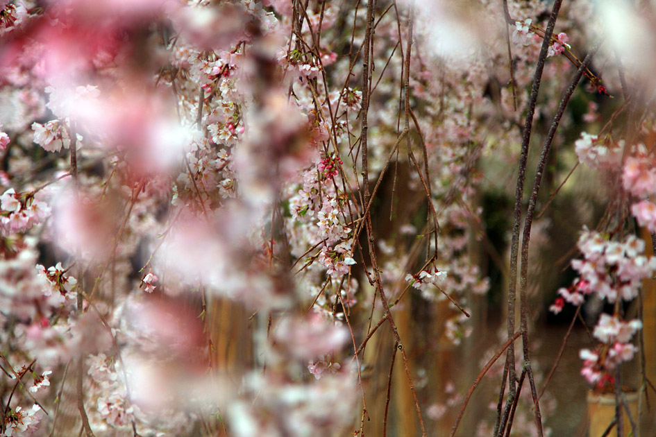 観音寺のしだれ桜