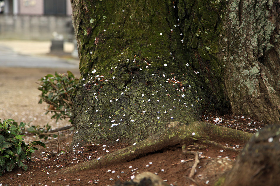 観音寺のしだれ桜