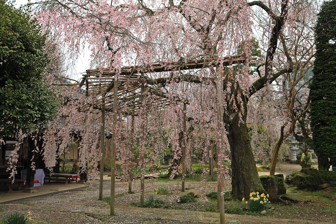 慶龍寺のしだれ桜
