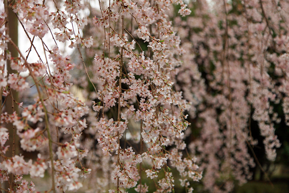 慶龍寺のしだれ桜