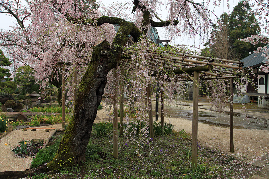 慶龍寺のしだれ桜
