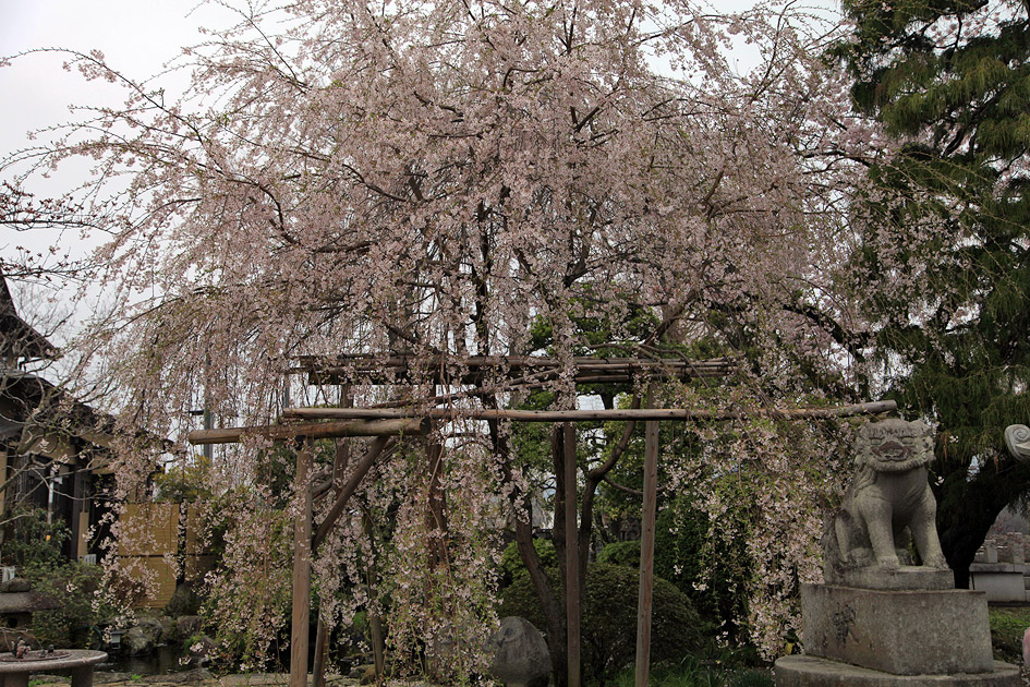 慶龍寺のしだれ桜