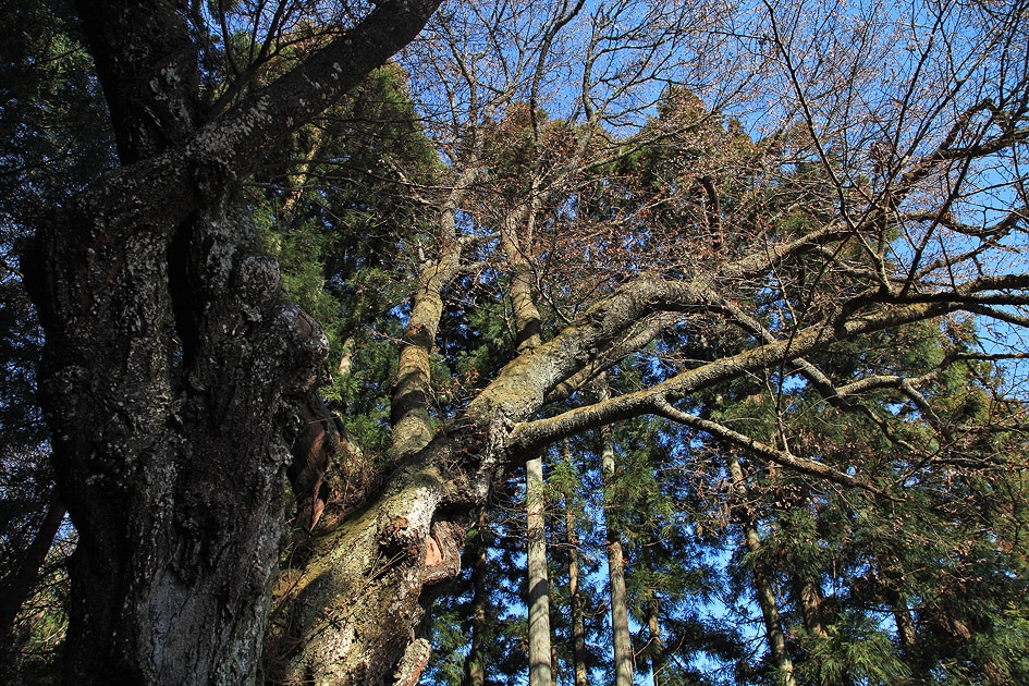 小室家のヤマザクラ