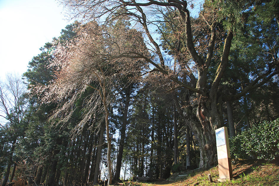 小室家のヤマザクラ