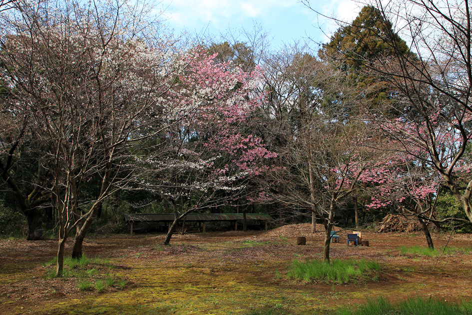 岡神社の山桜