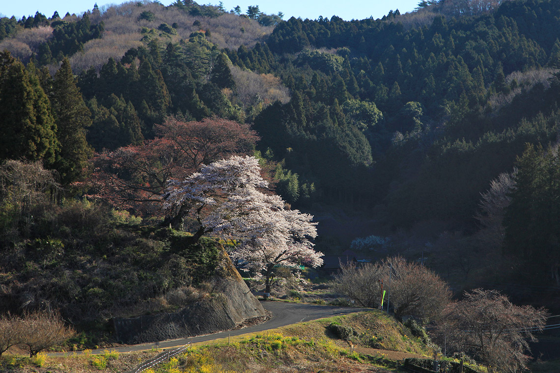 お越し場の山桜