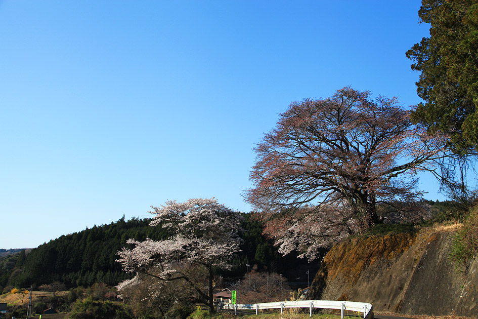 お越し場の山桜
