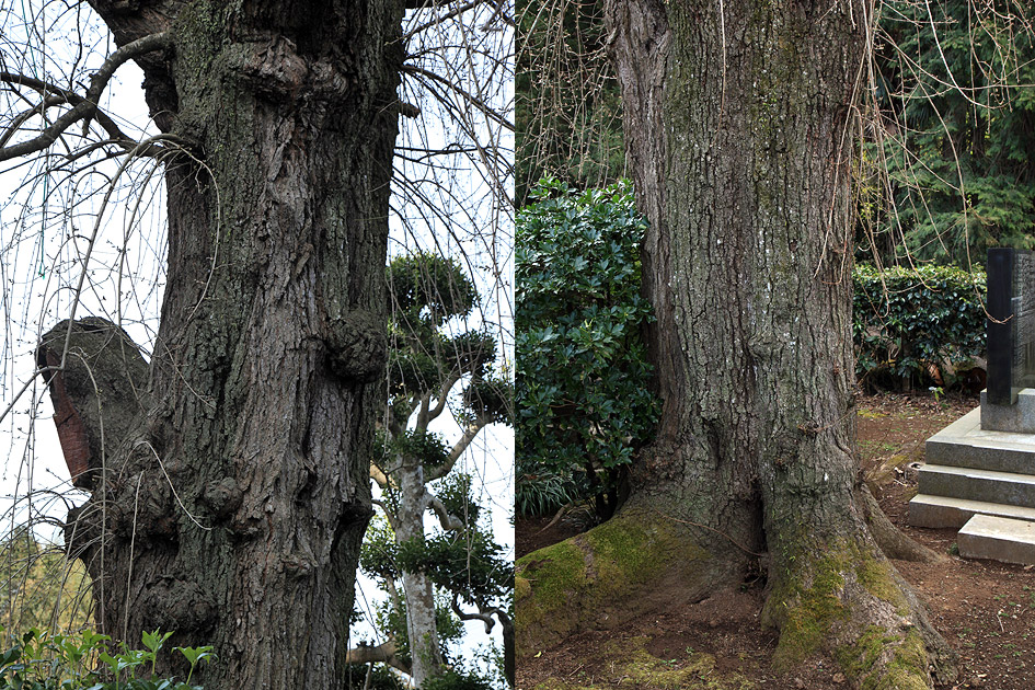 面野井のしだれ桜 