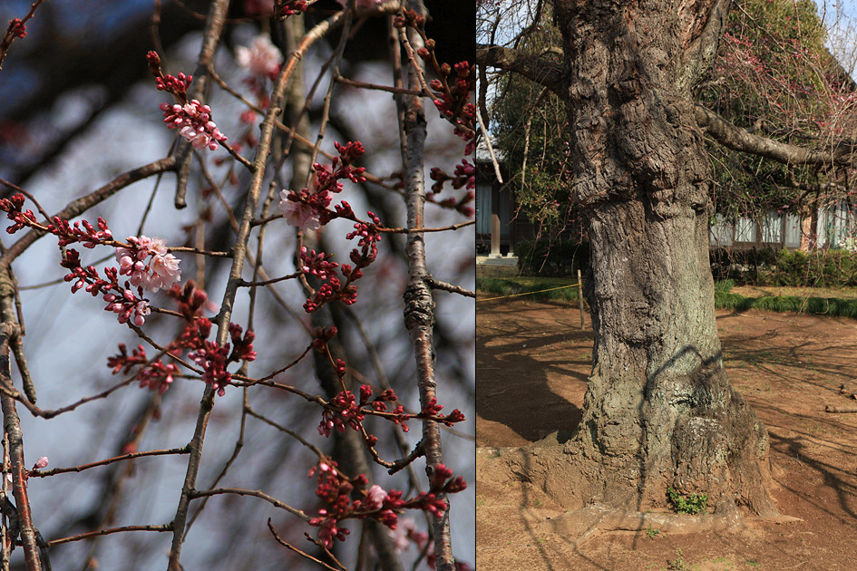 西林寺のしだれ桜