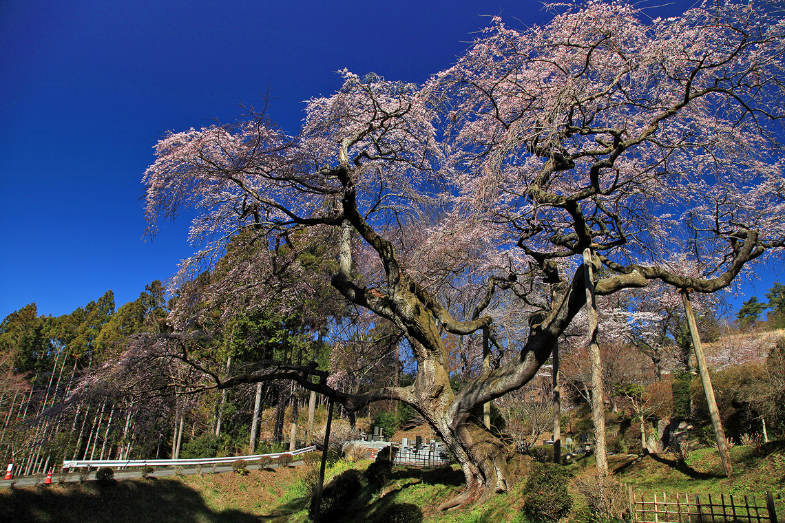 泉福寺のしだれ桜