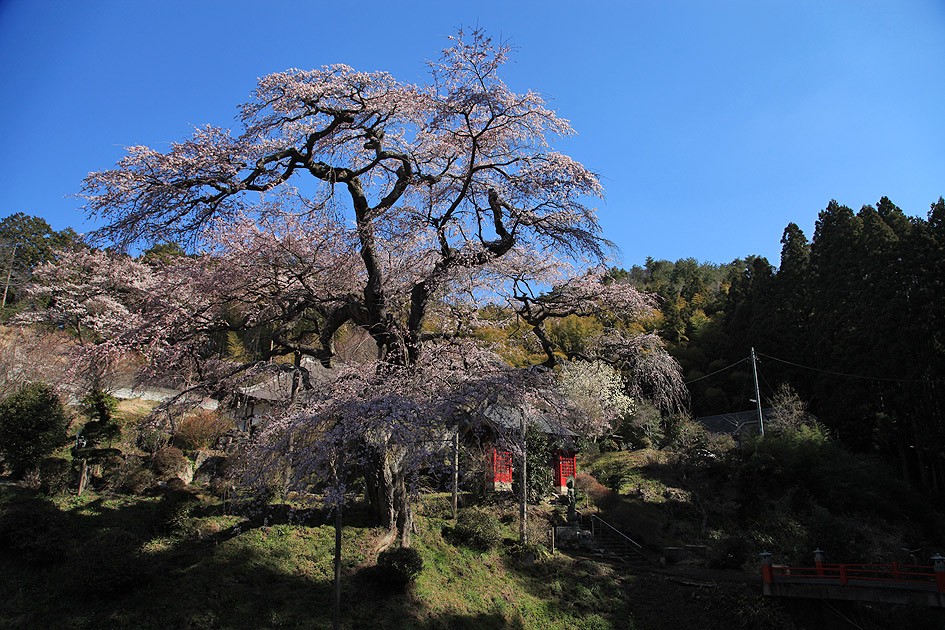 泉福寺のしだれ桜