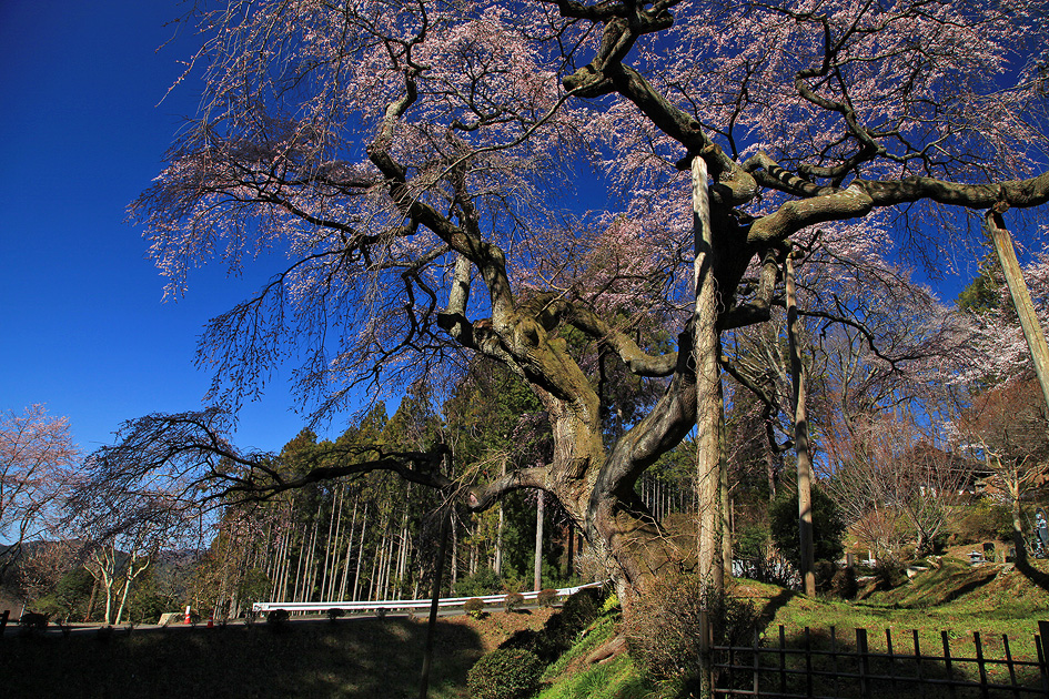 泉福寺のしだれ桜