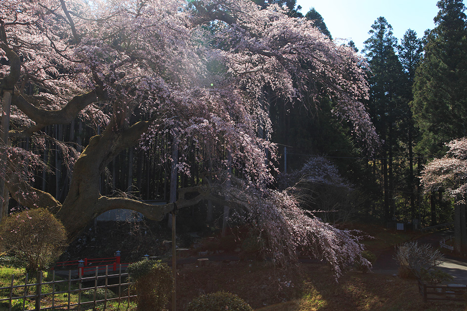 泉福寺のしだれ桜