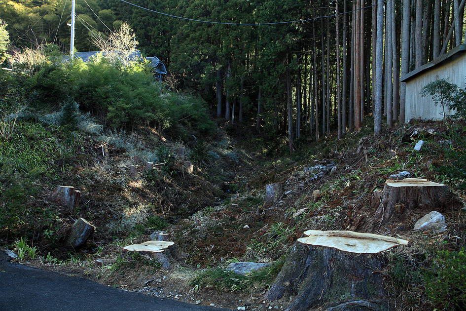 泉福寺のしだれ桜