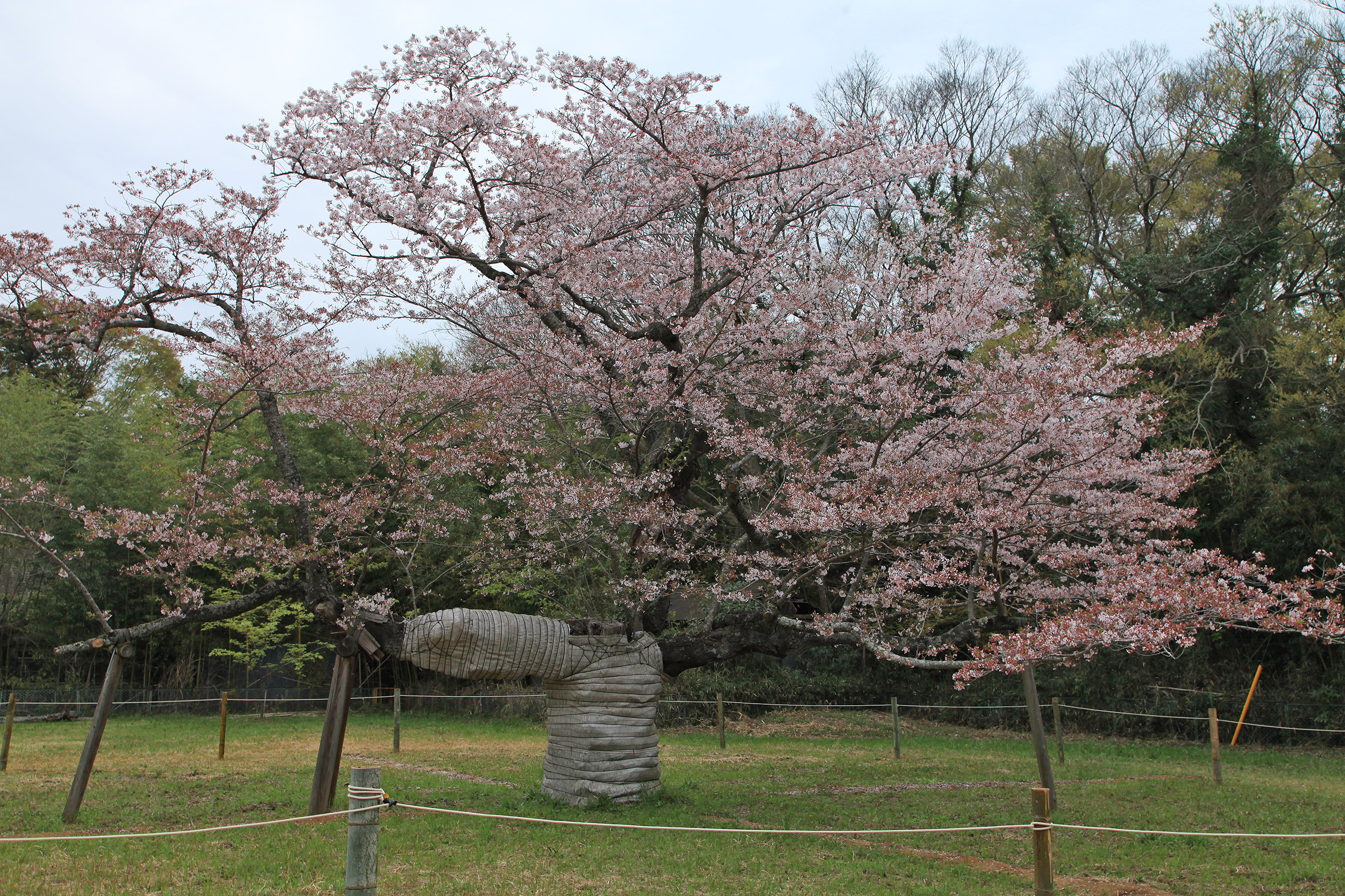 下大津のサクラ