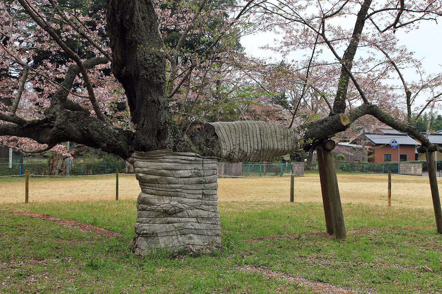 下大津のサクラ