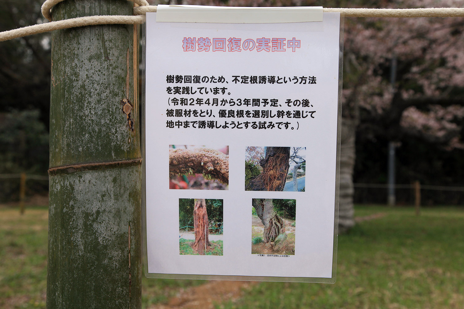 下大津のサクラ