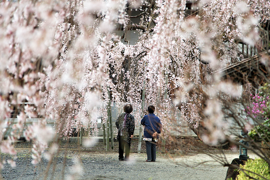 多宝院のしだれ桜