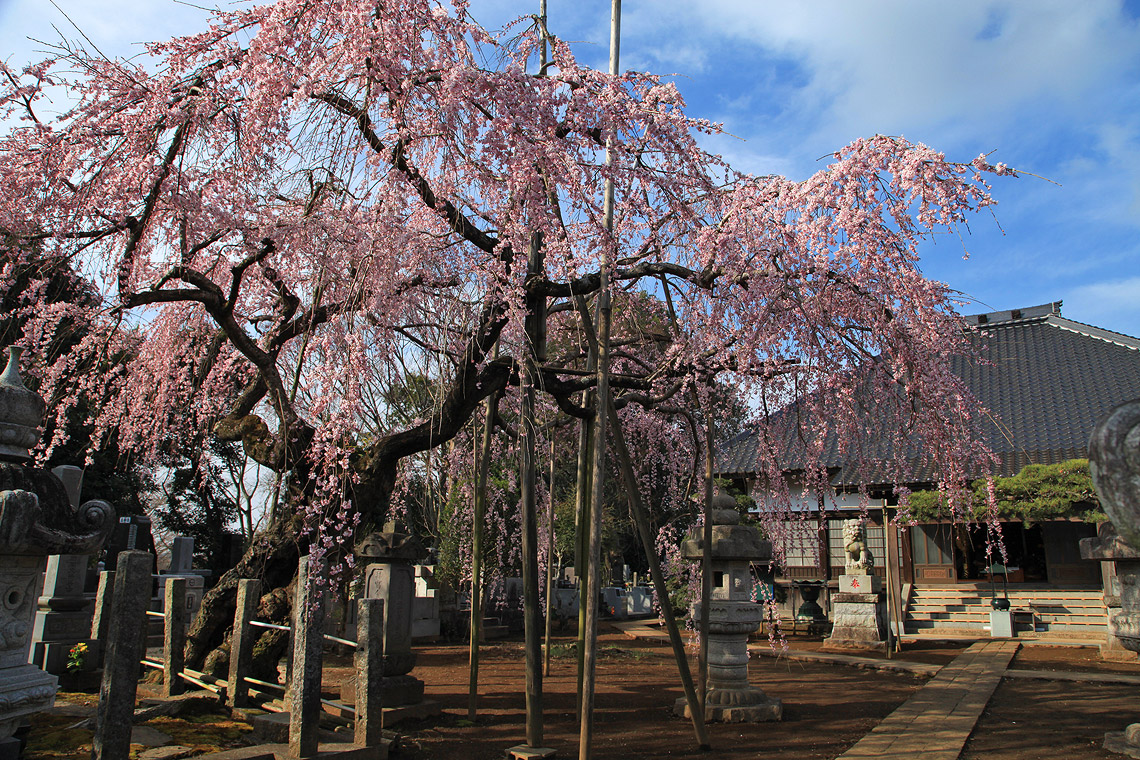 随翁院のしだれ桜 