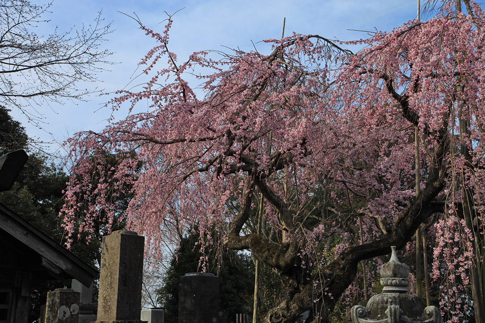 随翁院のしだれ桜 