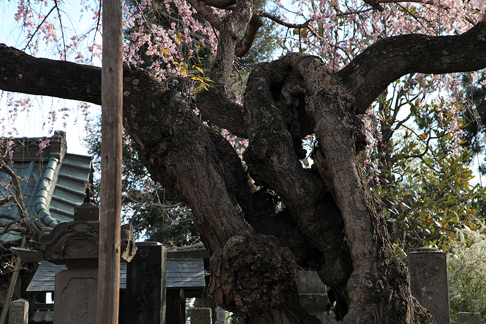 随翁院のしだれ桜 