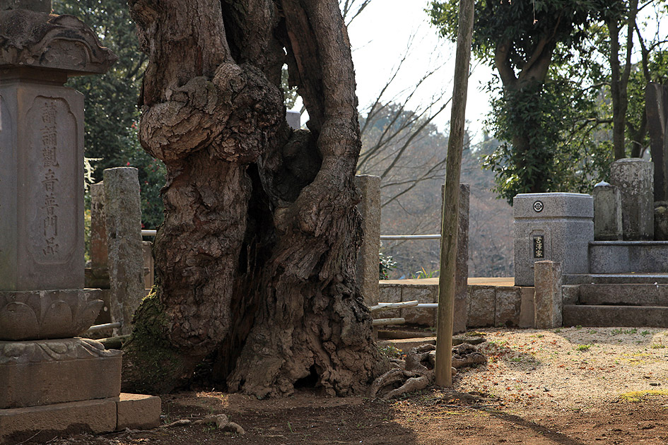 随翁院のしだれ桜 