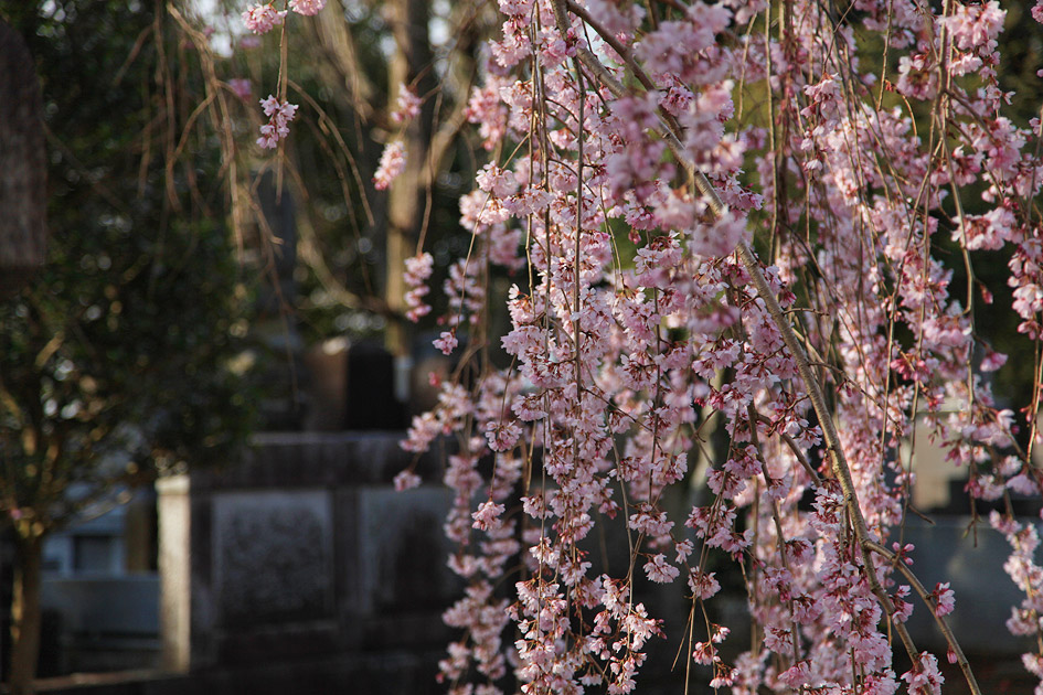 随翁院のしだれ桜 