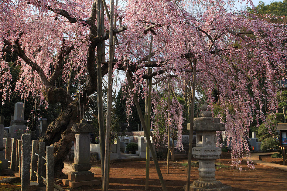 随翁院のしだれ桜 
