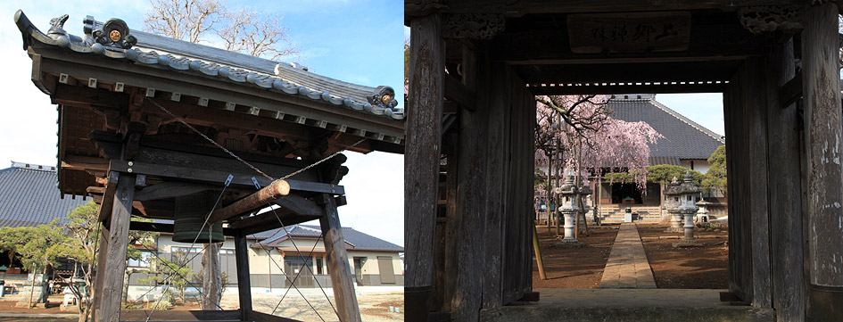 随翁院のしだれ桜 