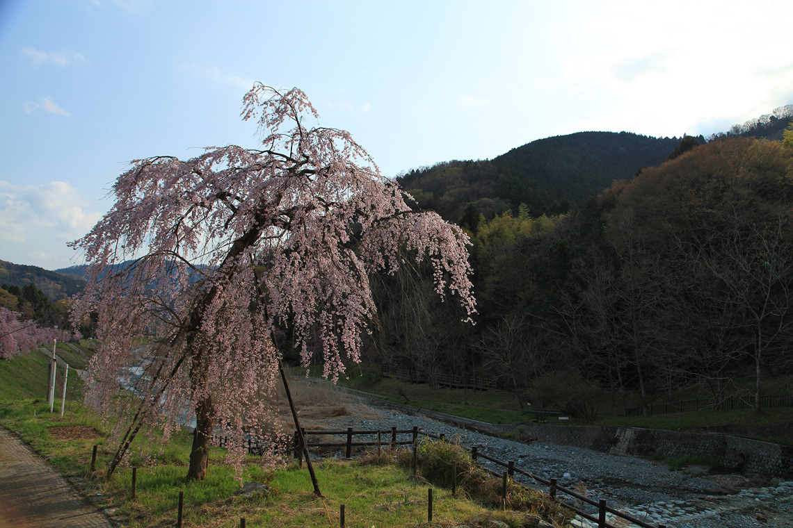 宇津茂のしだれ桜