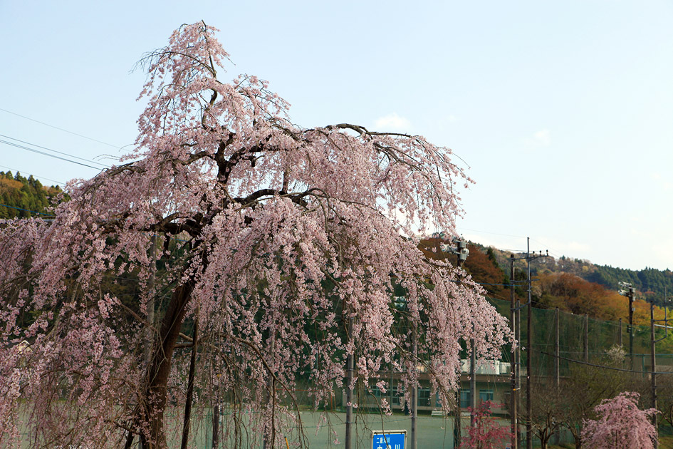 宇津茂のしだれ桜