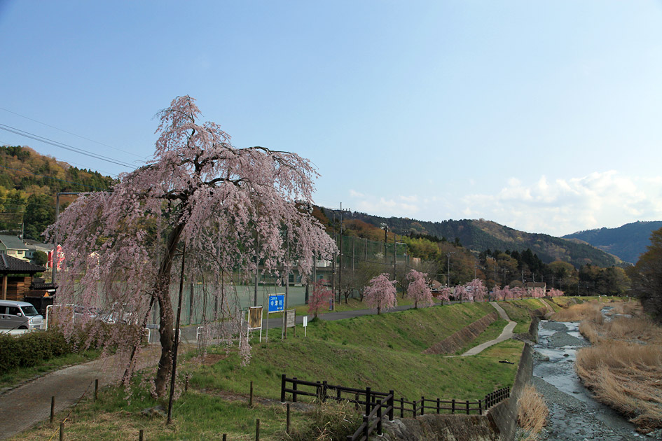 宇津茂のしだれ桜