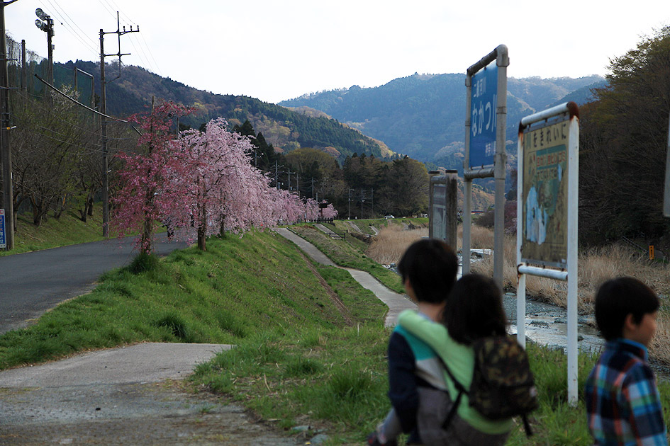 宇津茂のしだれ桜